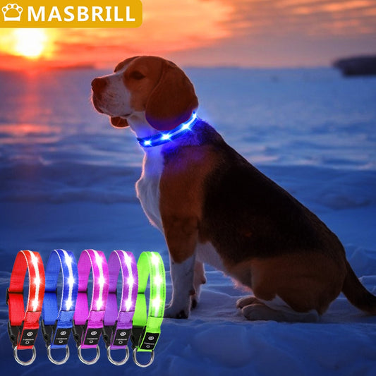 Light Up Dog Collar Waterproof USB Rechargeable Glowing